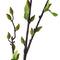 Green Willow Stem by Ashland®